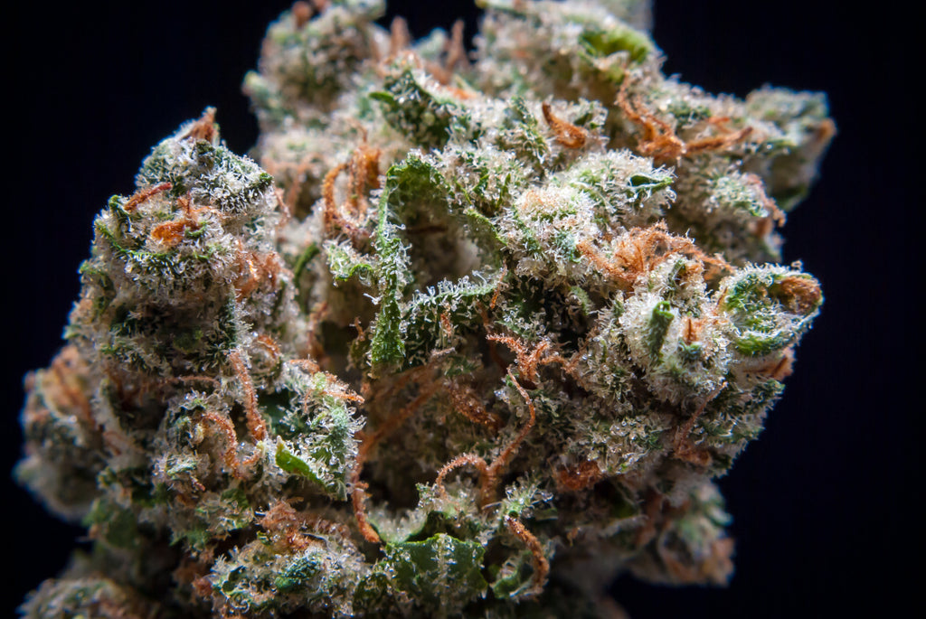 Get to Know Your Favorite Strain | Jack Herer – Abstrax Tech
