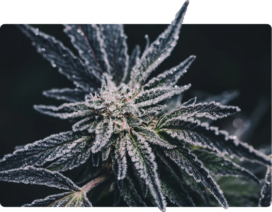 Alien OG