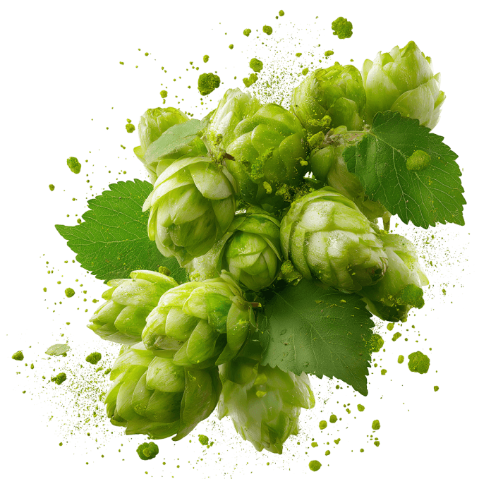 Fresh hop cones with splash effects.