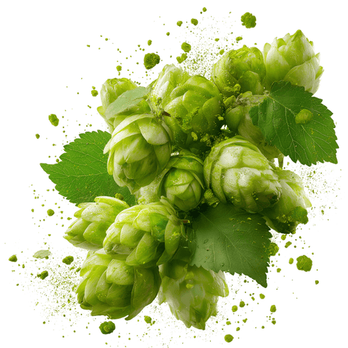 Fresh hop cones with splash effects.