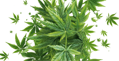 Cannabis terpenes shown with dense green plant imagery.