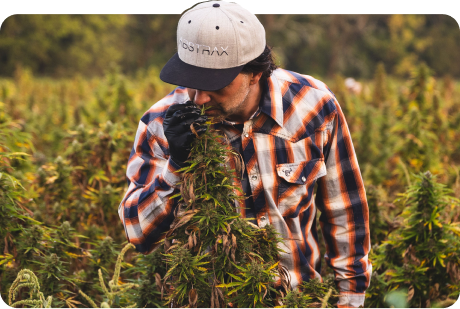 Farmer smelling hemp plants in a field used to produce organic live hemp terpenes.