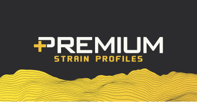 Premium Strain Profiles terpene collection with gold wave branding.