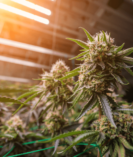 How to Infuse Cannabis Flower with Terpenes