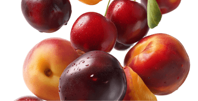 Stone fruit terpenes shown with peaches and plums.