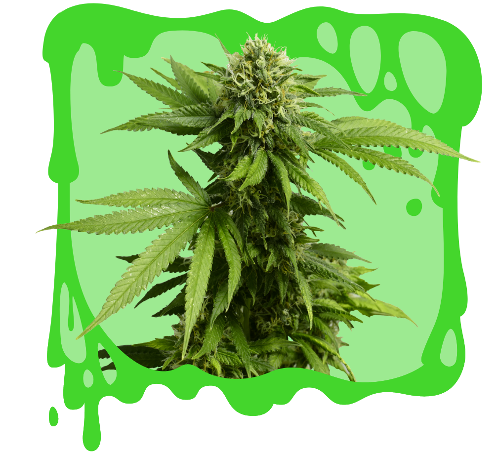 Abstrax-Tech-Gellies-Website-PNG-05 - Edibles Flavoring Recipe Ingredients | Abstrax Tech